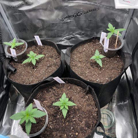 „Blue“ Ivy  growlog timeline photo