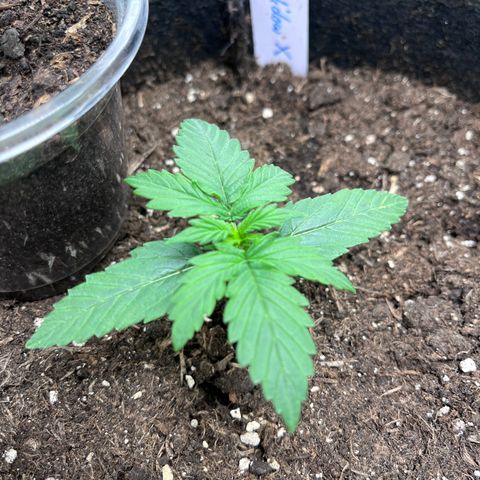 „Blue“ Ivy  growlog timeline photo