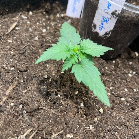 „Blue“ Ivy  growlog timeline photo