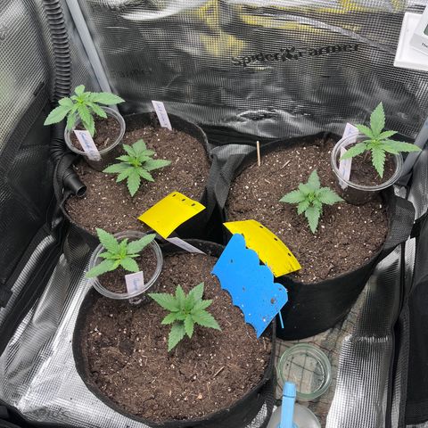„Blue“ Ivy  growlog timeline photo