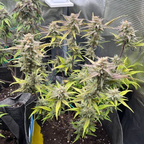 „Holy“ Honey growlog timeline photo