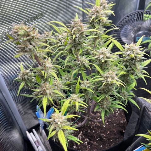 „Silly“ Lilly growlog timeline photo