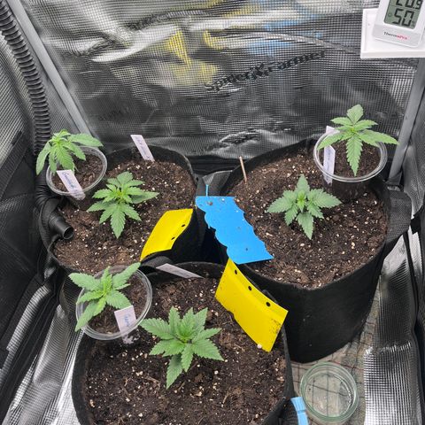 „Blue“ Ivy  growlog timeline photo
