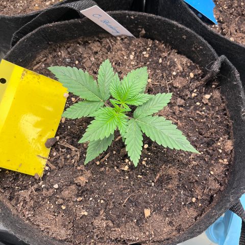 „Blue“ Ivy  growlog timeline photo