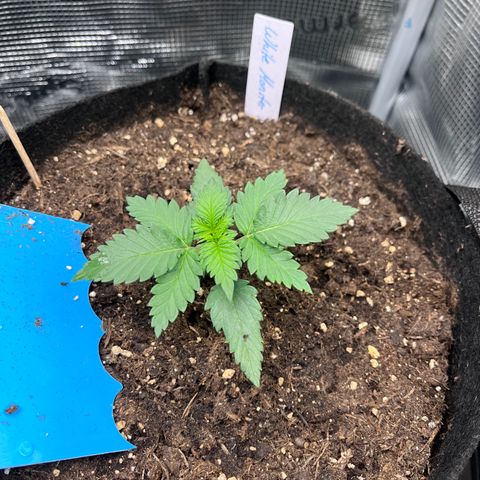„Silver“ Shiva growlog timeline photo