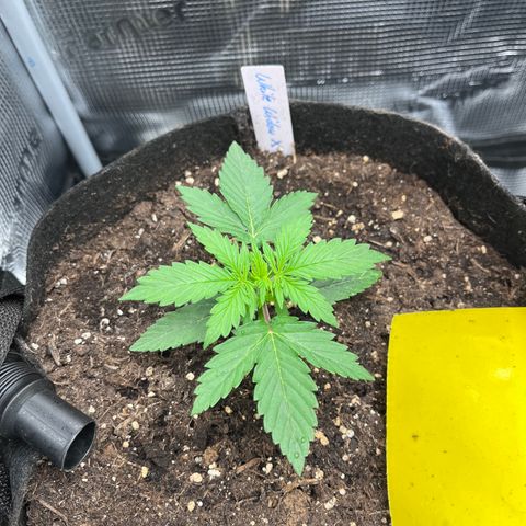 „White“ Lillith growlog timeline photo