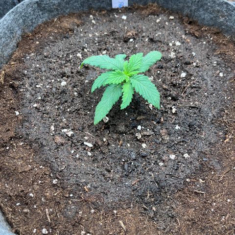 „Poison“ Lady growlog timeline photo