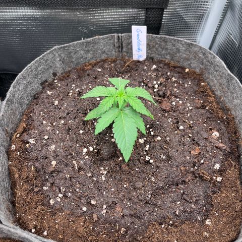 „Pink“ Penny growlog timeline photo