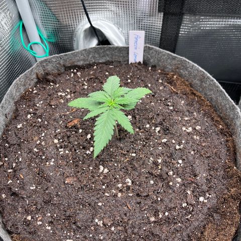 „Green“ Amy growlog timeline photo