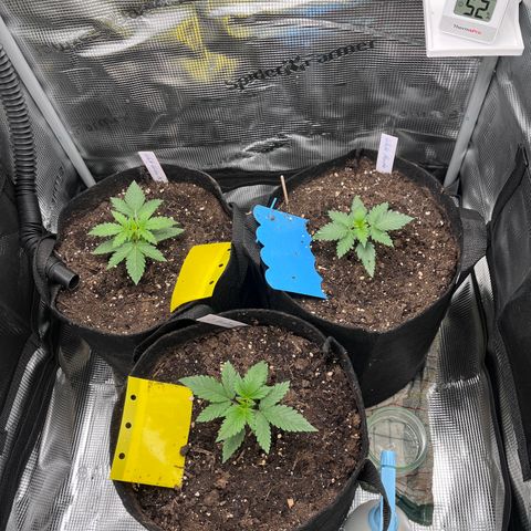„Blue“ Ivy  growlog timeline photo
