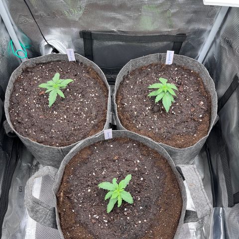 „Pink“ Penny growlog timeline photo