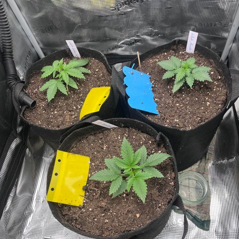 „Blue“ Ivy  growlog timeline photo
