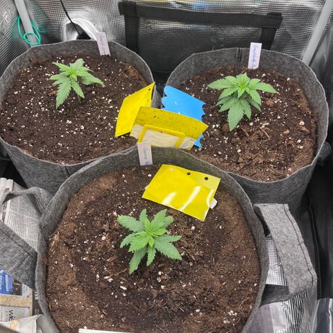 „Pink“ Penny growlog timeline photo