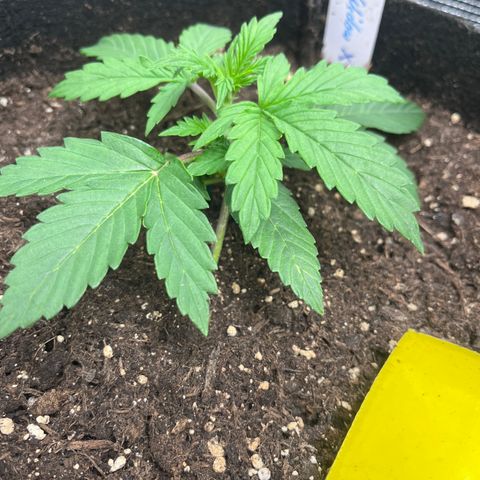 „White“ Lillith growlog timeline photo