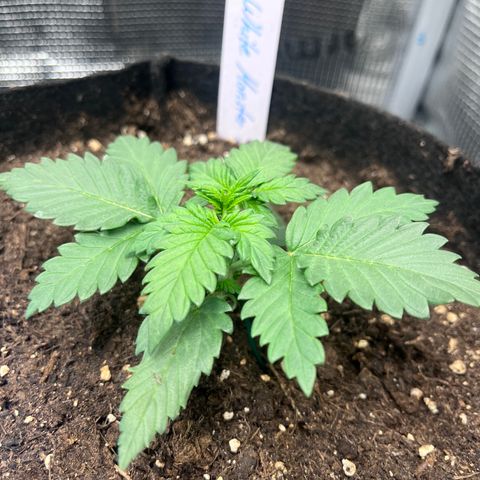 „Silver“ Shiva growlog timeline photo