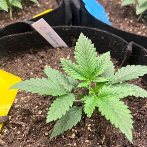 „Blue“ Ivy  growlog timeline photo