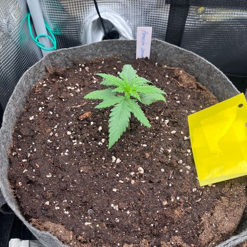 „Green“ Amy growlog timeline photo