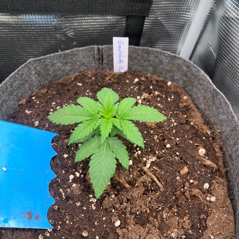„Pink“ Penny growlog timeline photo