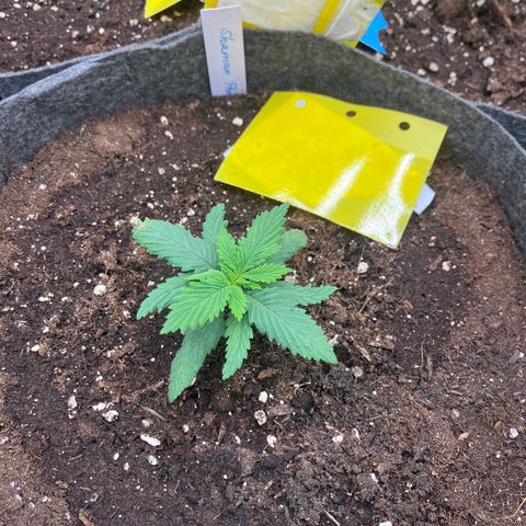 „Poison“ Lady growlog timeline photo