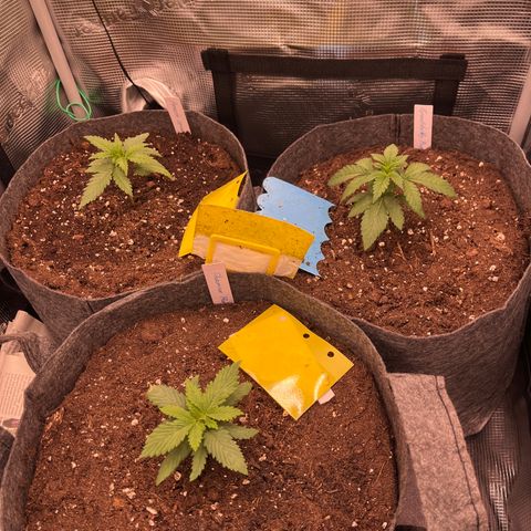 „Pink“ Penny growlog timeline photo