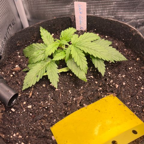 „White“ Lillith growlog timeline photo