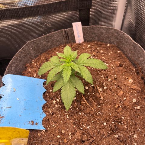 „Pink“ Penny growlog timeline photo
