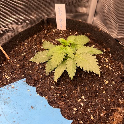 „Silver“ Shiva growlog timeline photo
