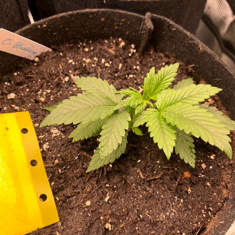 „Blue“ Ivy  growlog timeline photo