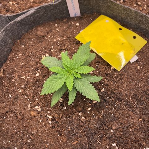 „Poison“ Lady growlog timeline photo