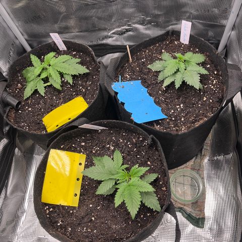 „Blue“ Ivy  growlog timeline photo