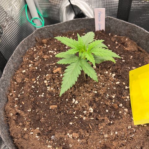 „Green“ Amy growlog timeline photo