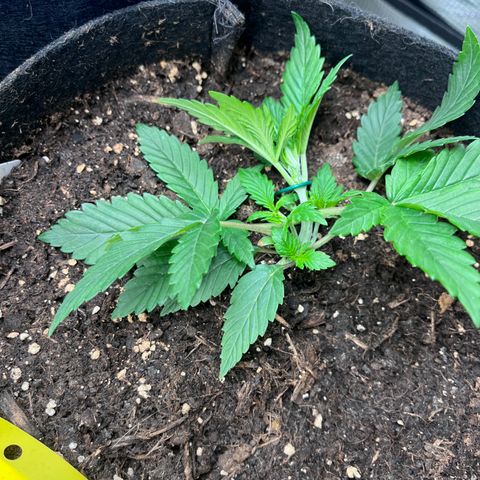 „Blue“ Ivy  growlog timeline photo