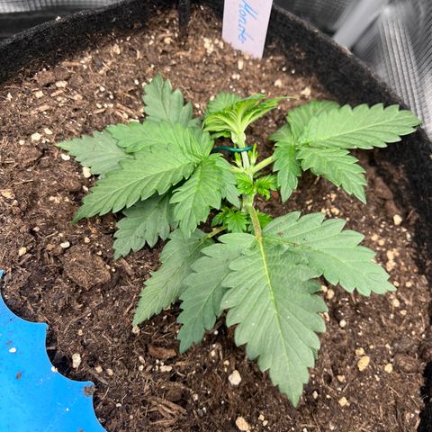 „Blue“ Ivy  growlog timeline photo