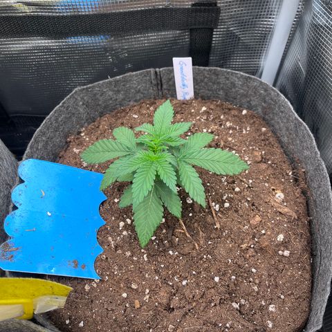 „Pink“ Penny growlog timeline photo