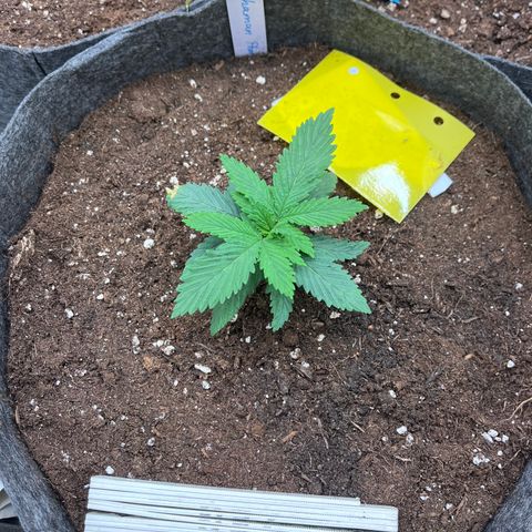 „Pink“ Penny growlog timeline photo