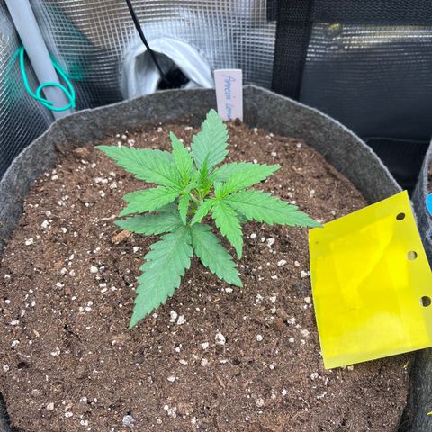 „Pink“ Penny growlog timeline photo