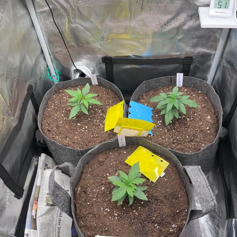 „Pink“ Penny growlog timeline photo