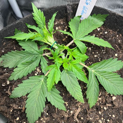 „Blue“ Ivy  growlog timeline photo
