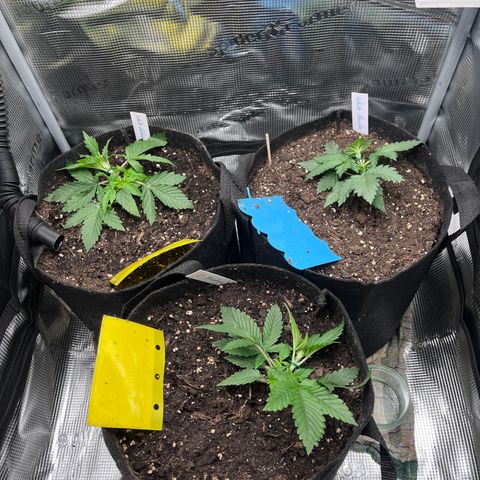 „Blue“ Ivy  growlog timeline photo