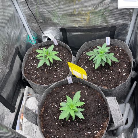 „Pink“ Penny growlog timeline photo