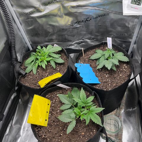 „Blue“ Ivy  growlog timeline photo