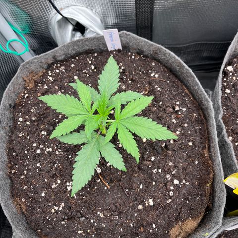 „Green“ Amy growlog timeline photo