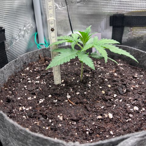 „Green“ Amy growlog timeline photo