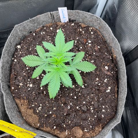 „Pink“ Penny growlog timeline photo