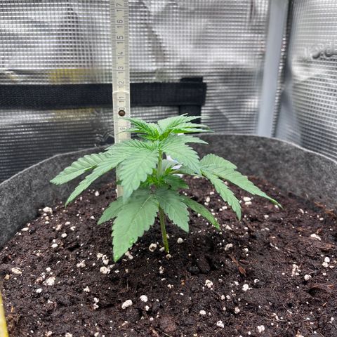 „Pink“ Penny growlog timeline photo