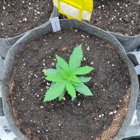 „Poison“ Lady growlog timeline photo