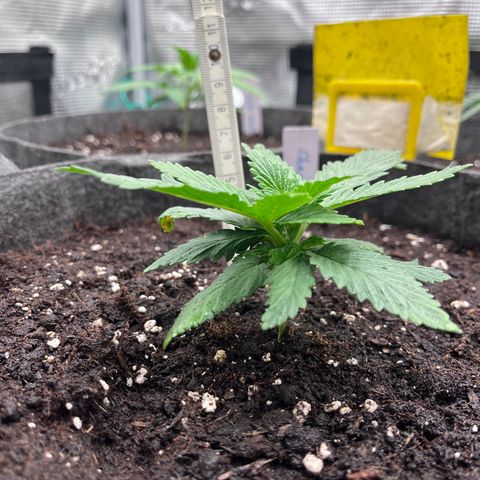 „Poison“ Lady growlog timeline photo
