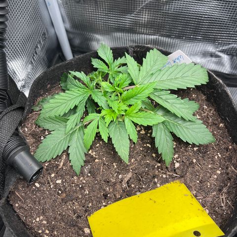 „White“ Lillith growlog timeline photo
