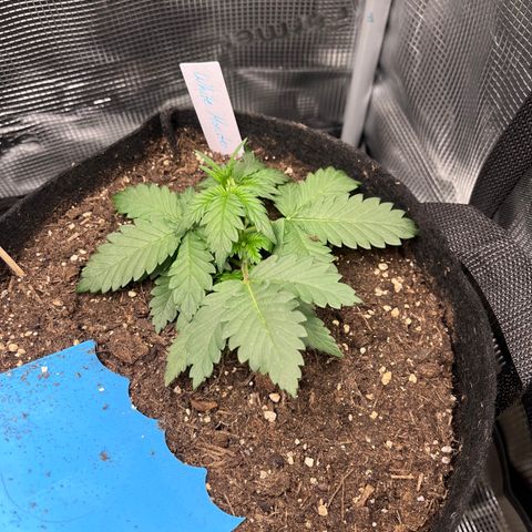„Silver“ Shiva growlog timeline photo