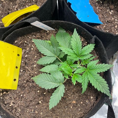 „Blue“ Ivy  growlog timeline photo